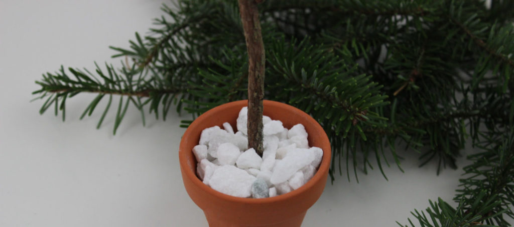 Der Stamm des Weihnachtsbaumes wird in den kleinen Terracottatopf geklebt und mit Steinen aufgefüllt. 