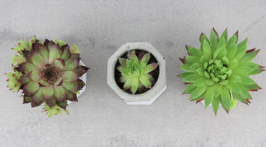 Blumentopf aus Beton - Schritt für Schritt DIY Anleitung